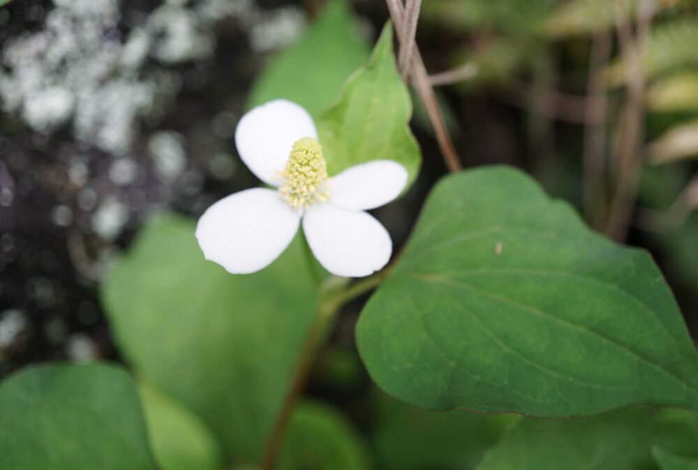 薬草ってなに？