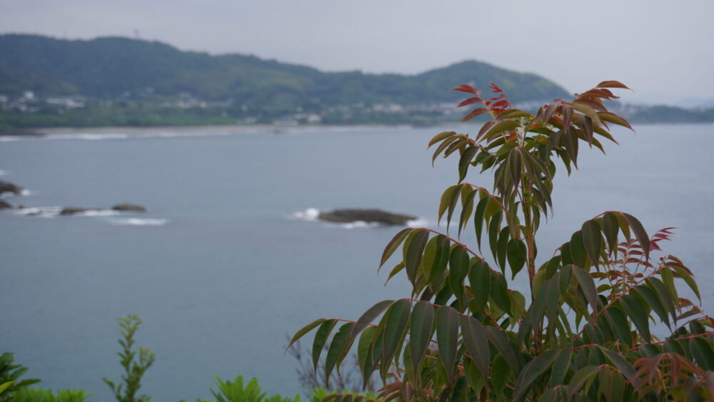 日向サンパークで植物観察