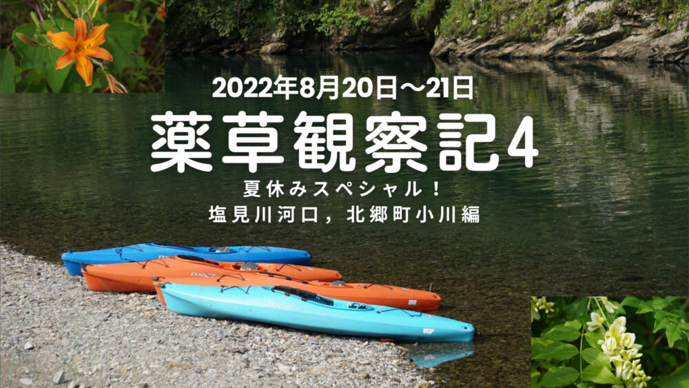 薬草観察記4  夏休みスペシャル！塩見川河口,北郷町小川編