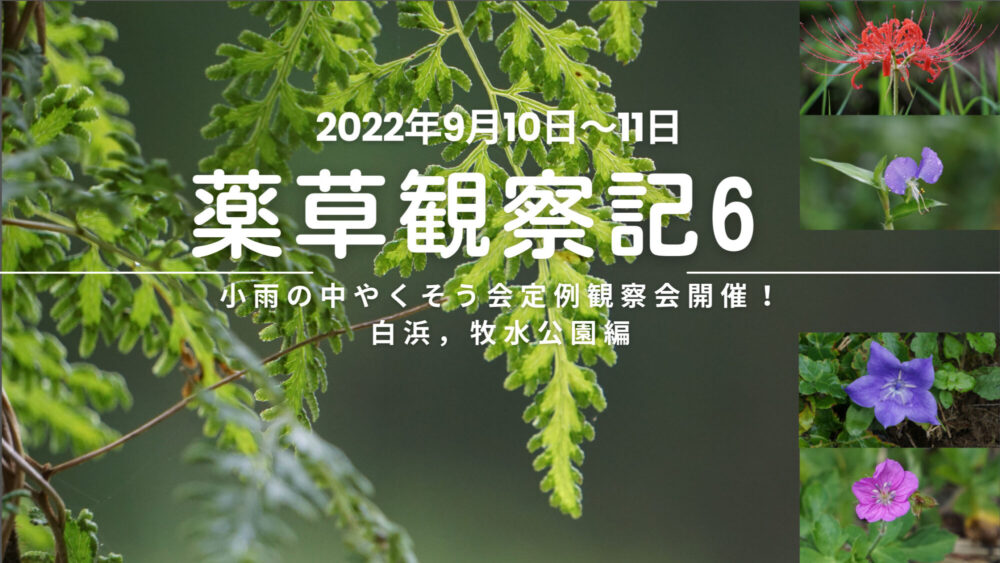 薬草観察記6  小雨の中やくそう会定例観察会開催！白浜,牧水公園編