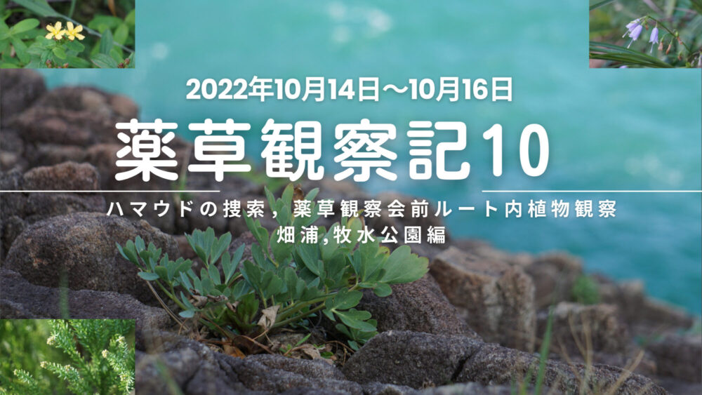 薬草観察記10  ハマウドの捜索,薬草観察会前ルート内植物観察　畑浦、牧水公園編