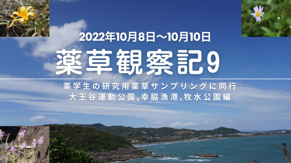 薬草観察記9  薬学生の研究用薬草サンプリングに同行　大王谷運動公園,幸脇漁港,牧水公園編