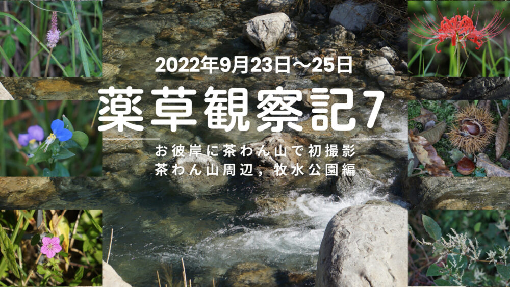 薬草観察記7  お彼岸に茶わん山で初撮影　茶わん山付近,牧水公園編