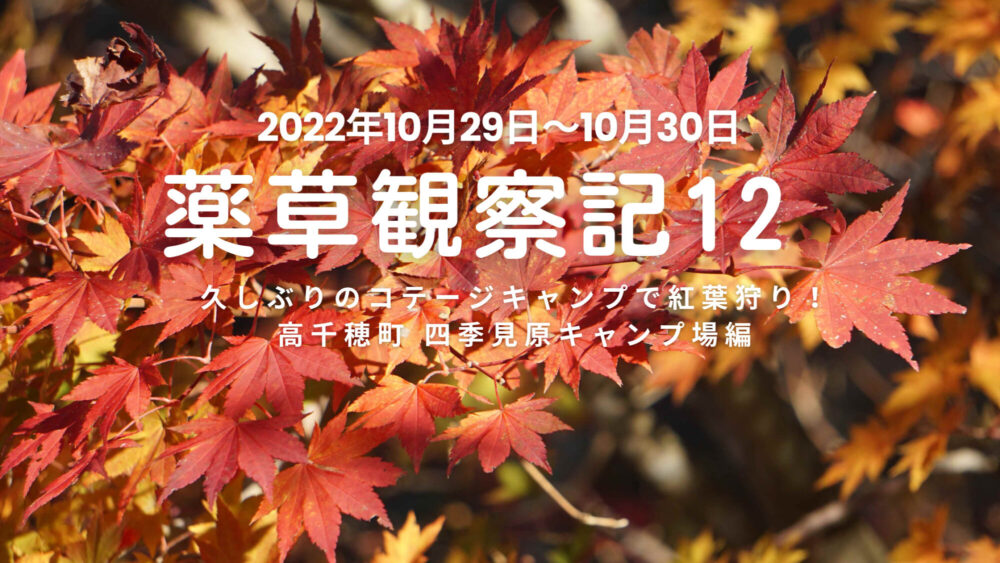 薬草観察記12  久しぶりのコテージキャンプで紅葉狩り！　高千穂四季見原キャンプ場編