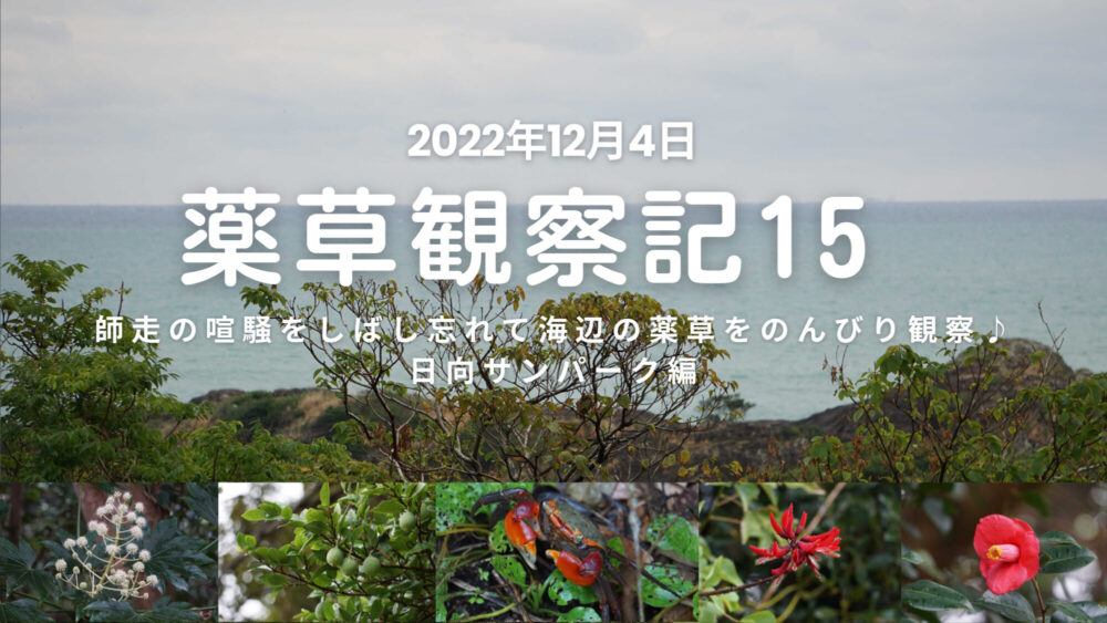 薬草観察記15  師走の喧騒をしばし忘れて海辺の薬草をのんびり観察♪ 日向サンパーク編