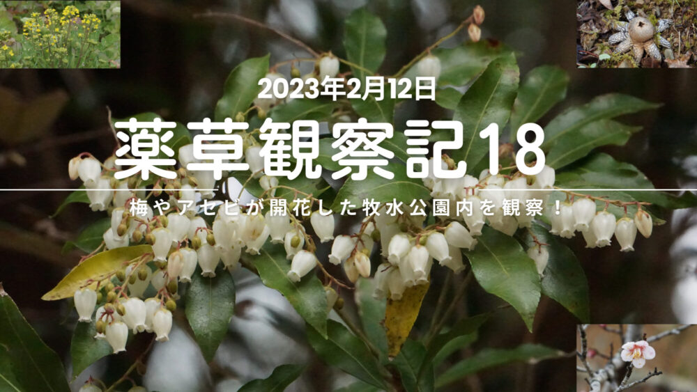 薬草観察記18｜梅やアセビが開花した牧水公園内を観察！