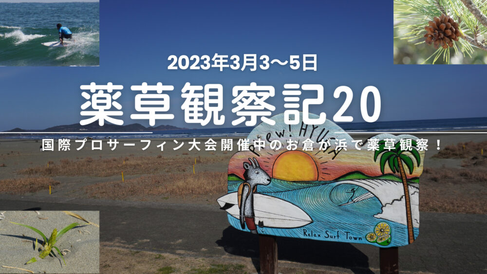 薬草観察記20  国際プロサーフィン大会開催中のお倉が浜で薬草観察！