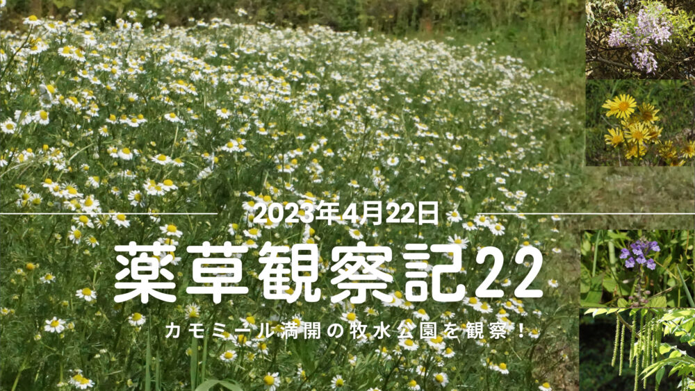 薬草観察記22｜カモミール満開の牧水公園で薬草観察！