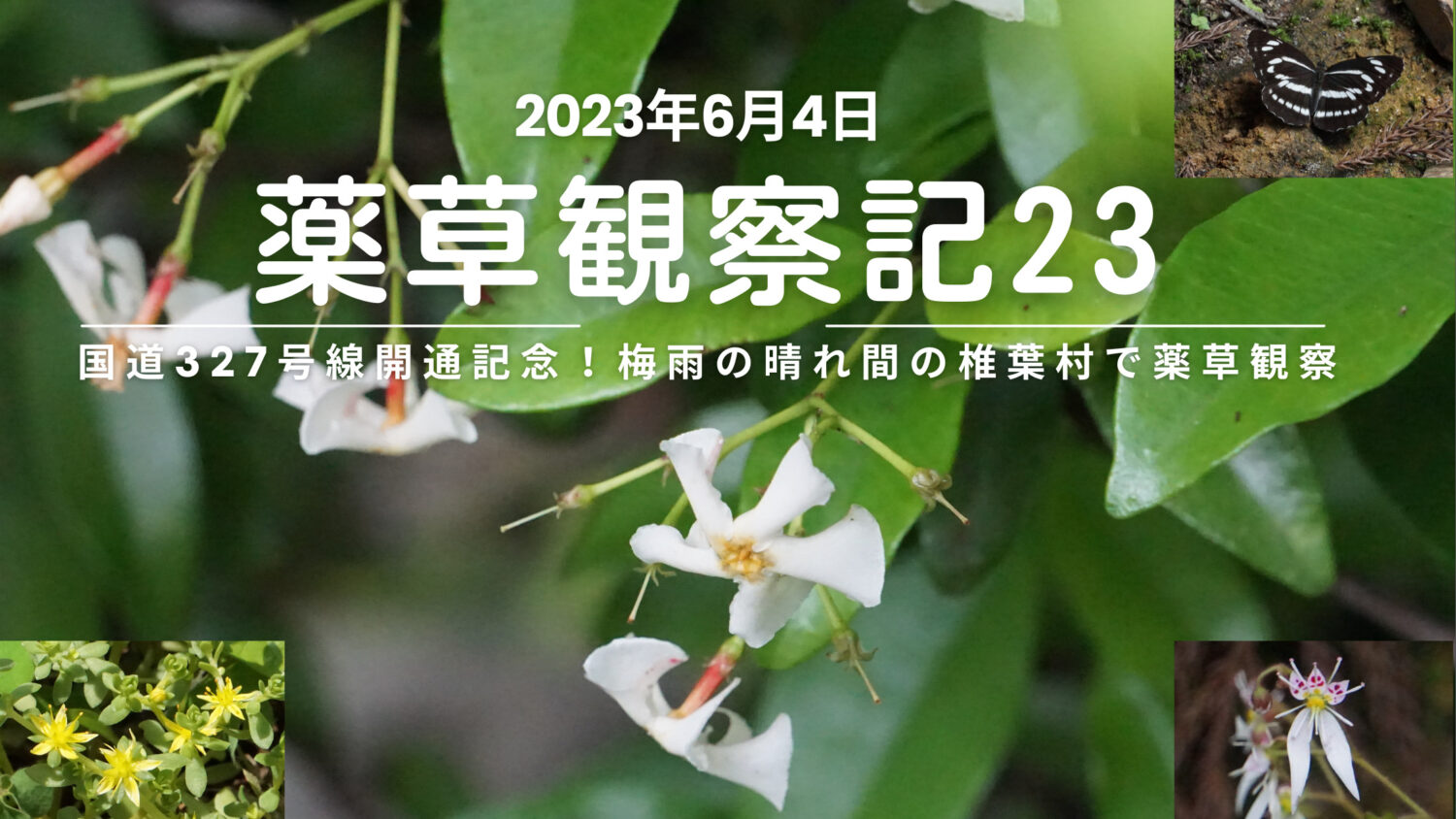 薬草観察記23 | ㊗327号線開通！梅雨の晴れ間の椎葉村で薬草観察！