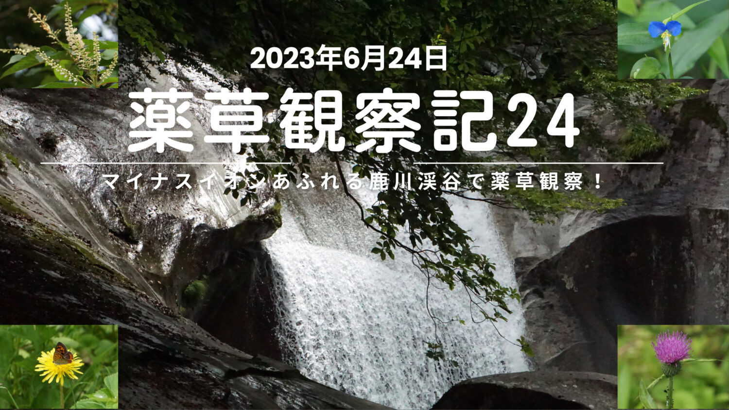 薬草観察記24｜マイナスイオンあふれる鹿川渓谷で薬草観察！