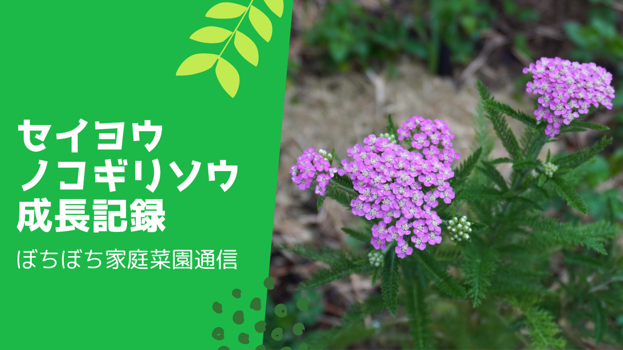 セイヨウノコギリソウの花が咲いてます