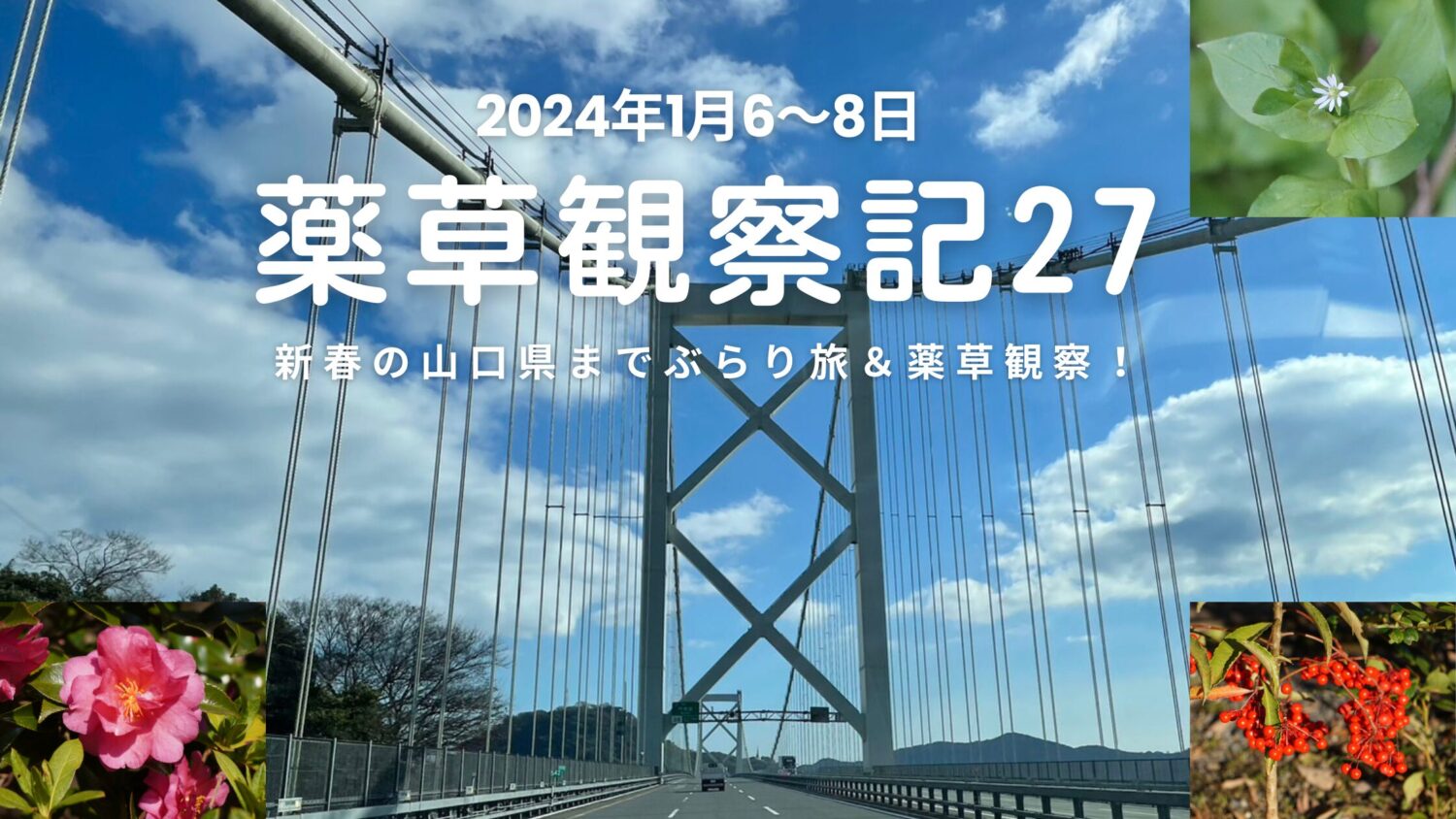 薬草観察記27｜新春の山口県までぶらり旅＆薬草観察