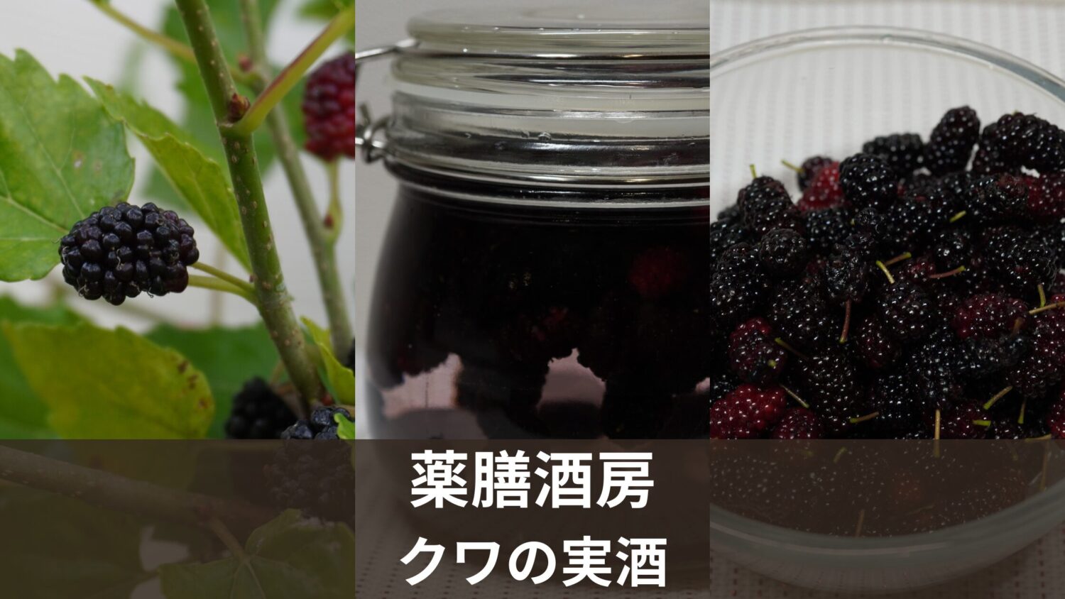 薬膳酒房｜クワの実酒｜初収穫の記念に酒に漬けてみた！