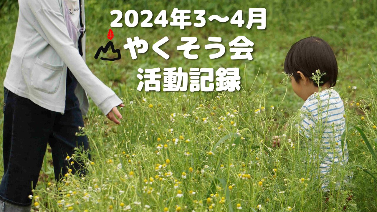 やくそう会活動記録2024年3~4月