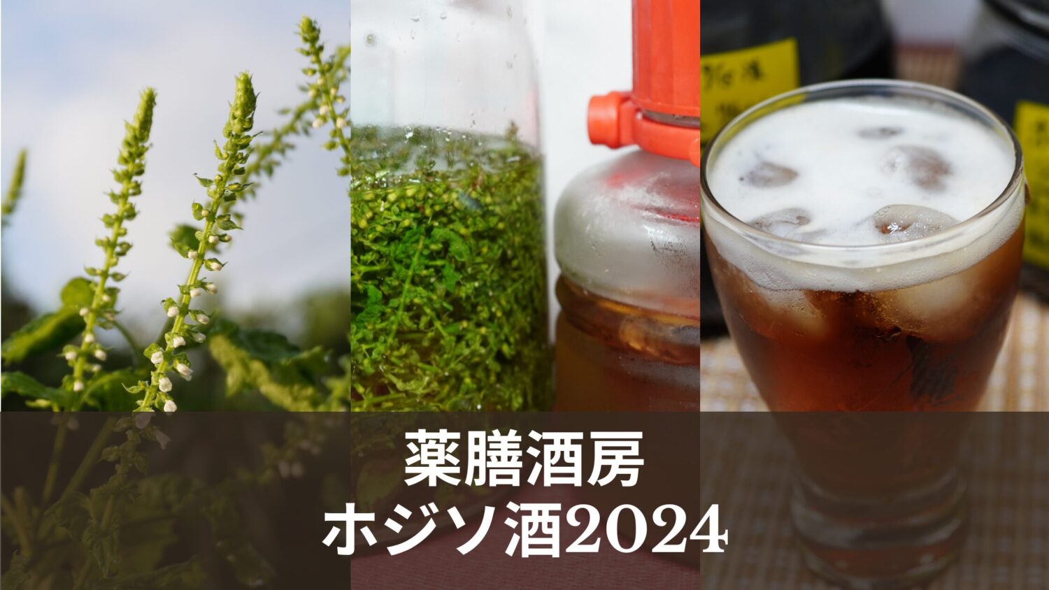 ホジソ酒作り2024｜梅シロップとのカクテルが美味！今年はジンベース一択！