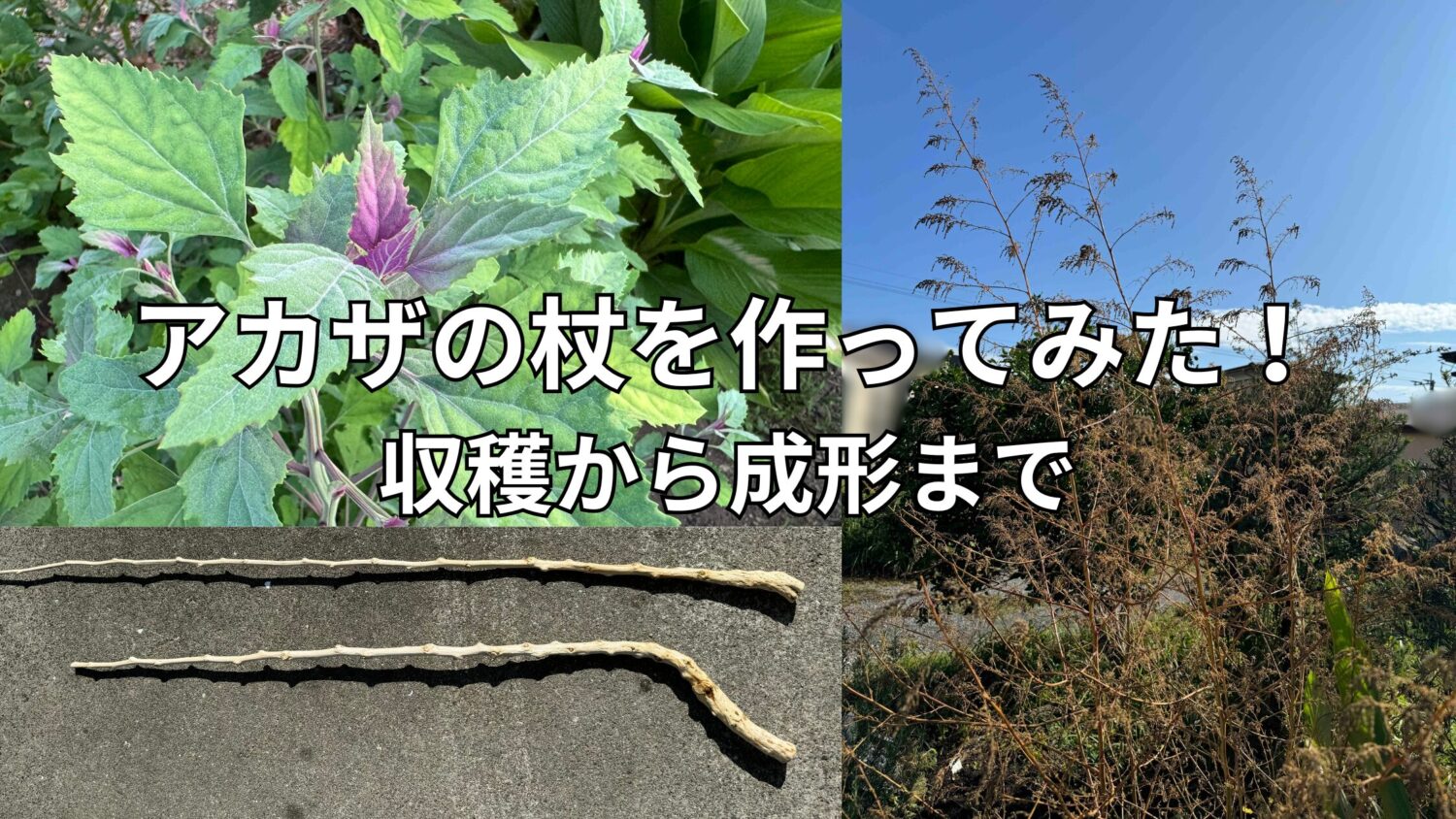 アカザの杖を作ってみた！収穫から成形まで