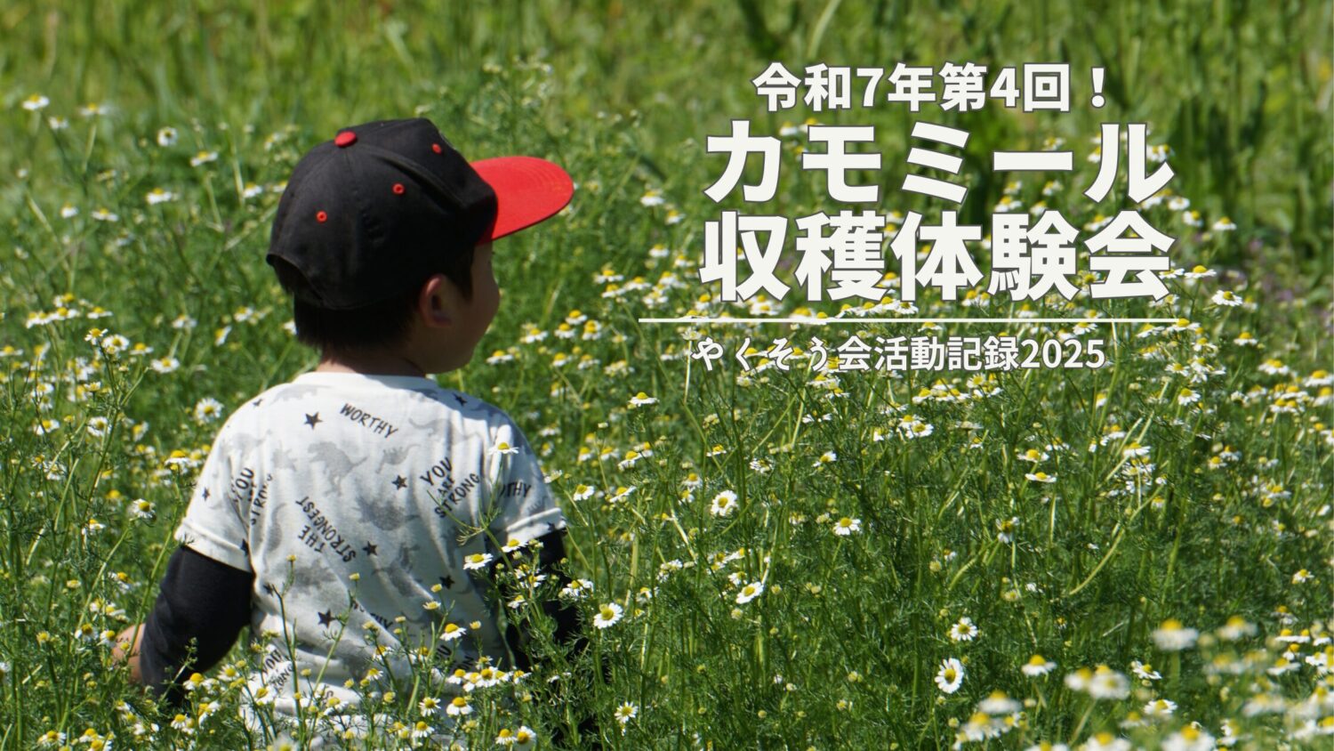 令和7年第4回カモミール収穫体験会開催！