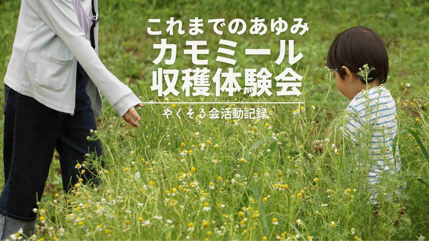 カモミール収穫体験会　これまでの歩み