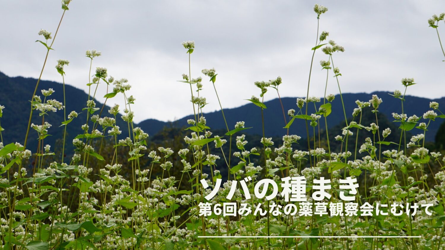 ソバの種まき｜第6回みんなの薬草観察会に向けて